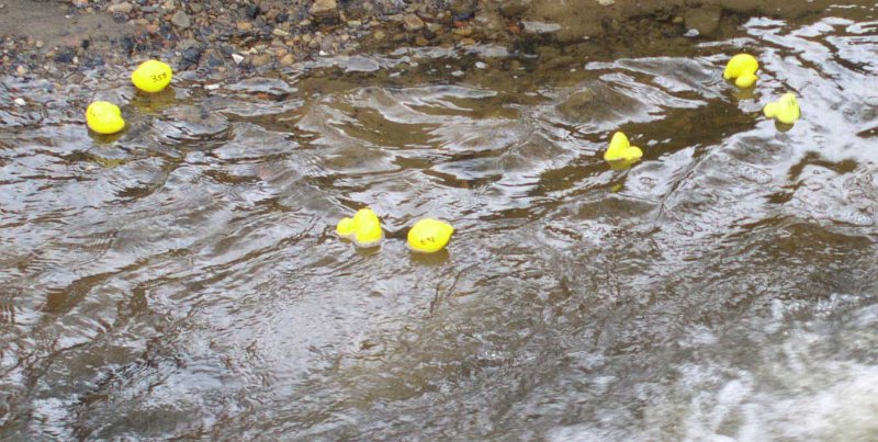 duck358.jpg