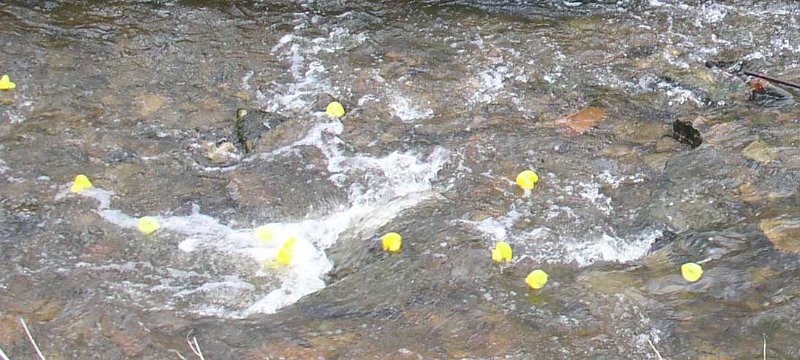 ducksinrace.jpg