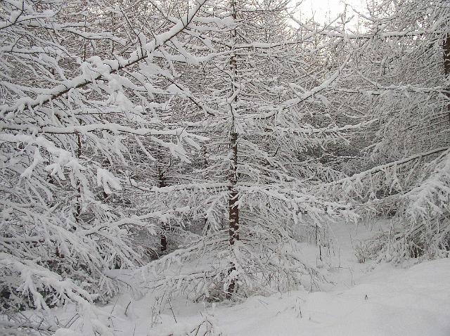 firsmoresnoww.jpg