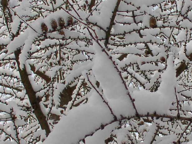 larch.jpg