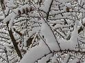 larch